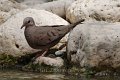 Common Ground Dove 2012-05-05_3